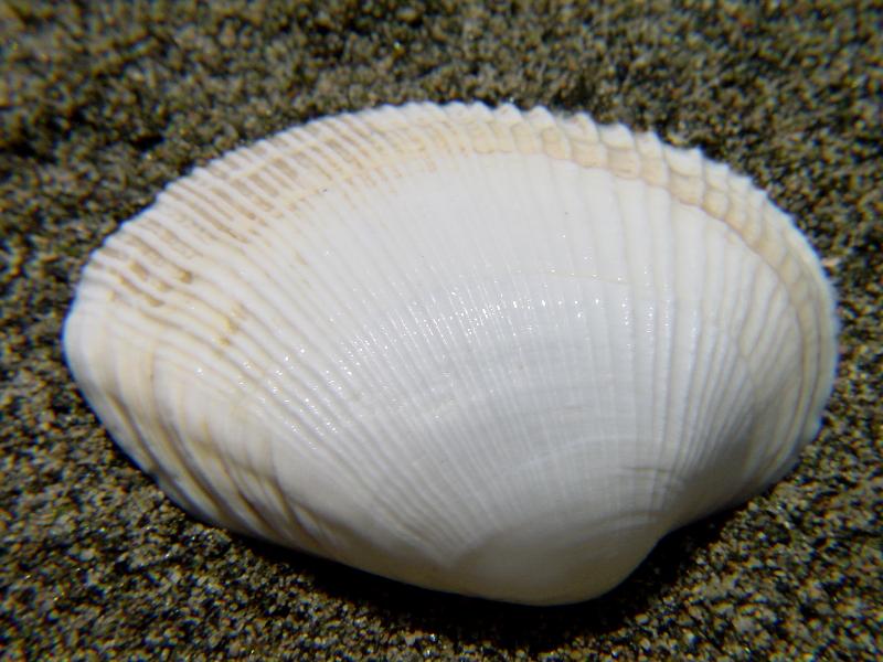 Eastonia rugosa